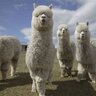 AlpacaExportations